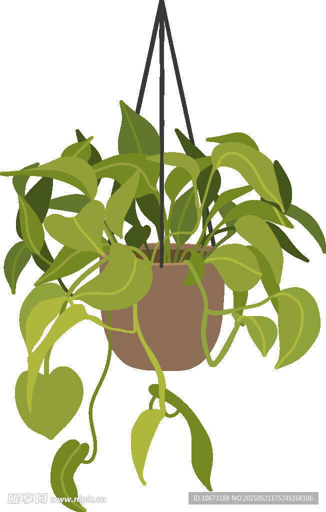 悬挂绿植盆栽