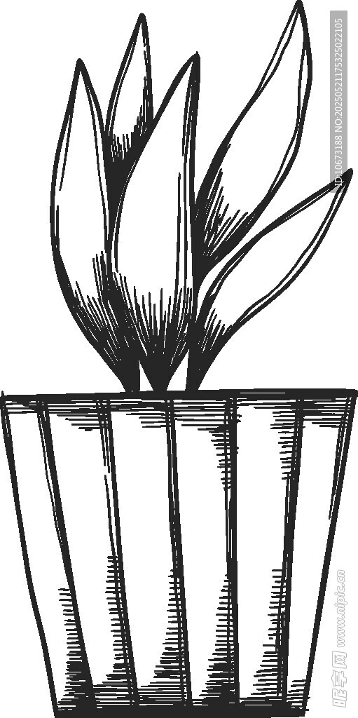 盆栽植物黑白手绘插画