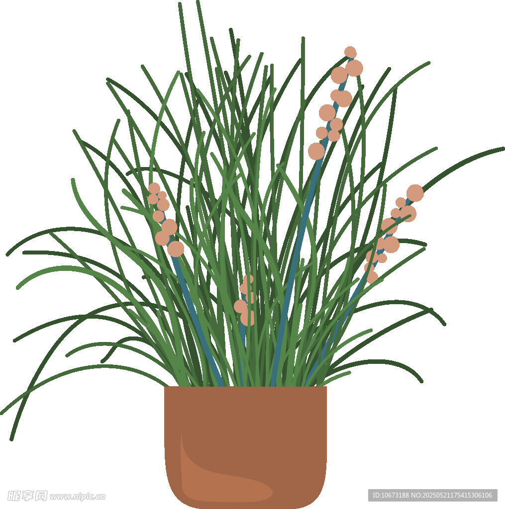 盆栽香草植物插画
