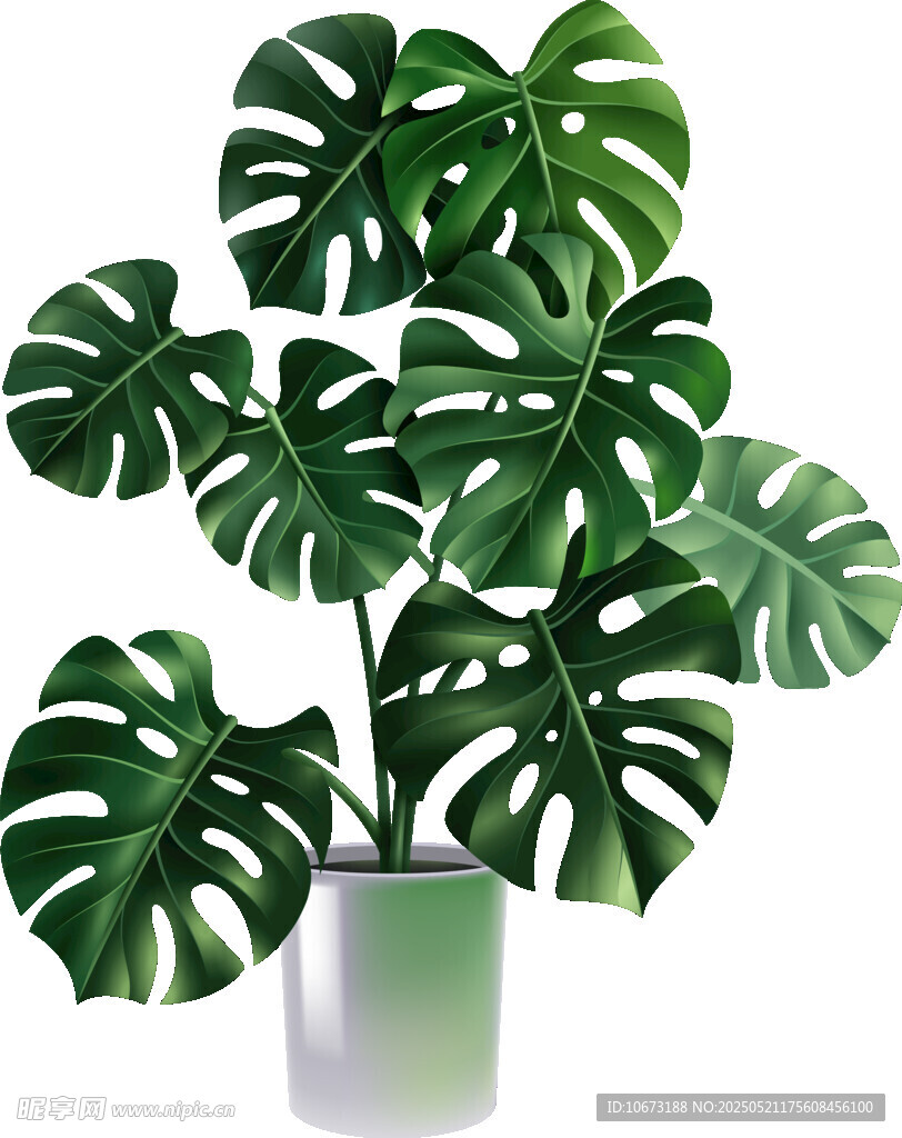 龟背竹绿植盆栽展示
