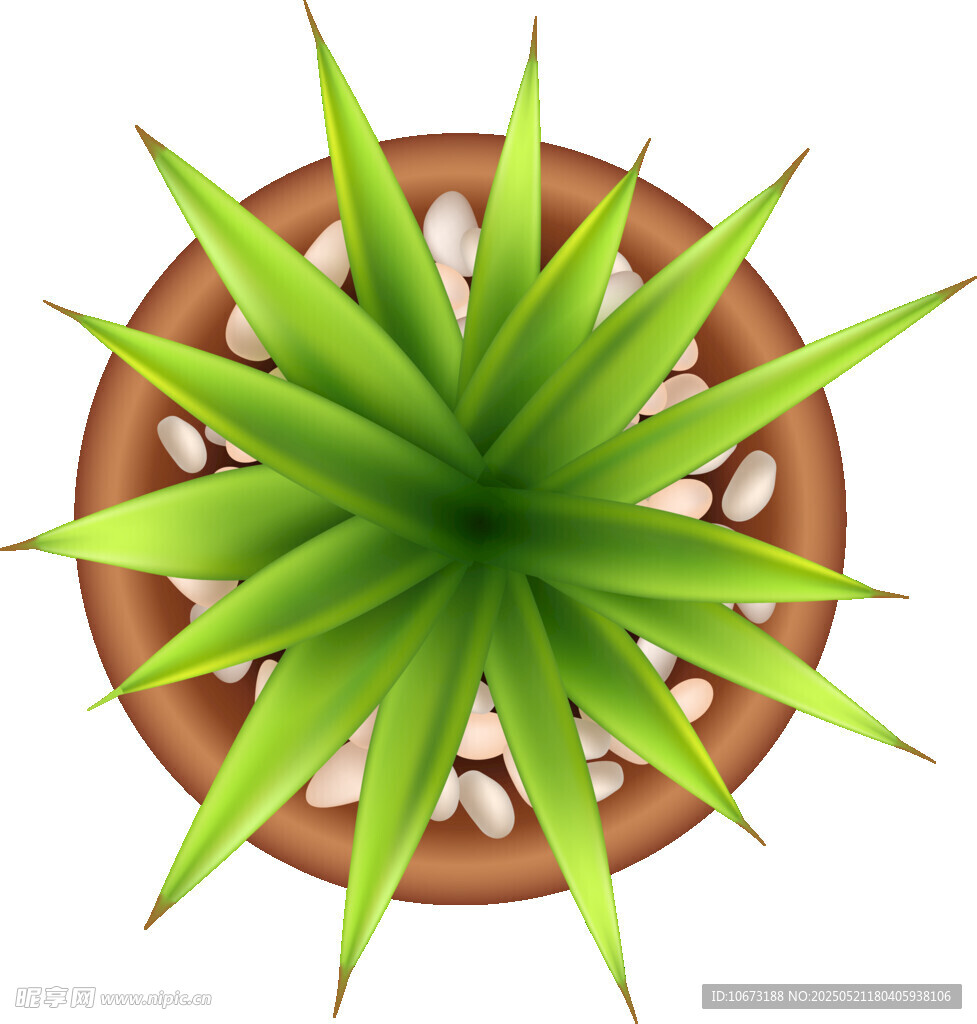 盆栽芦荟植物