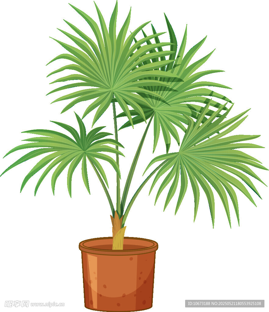 盆栽棕榈树 清新绿植画面