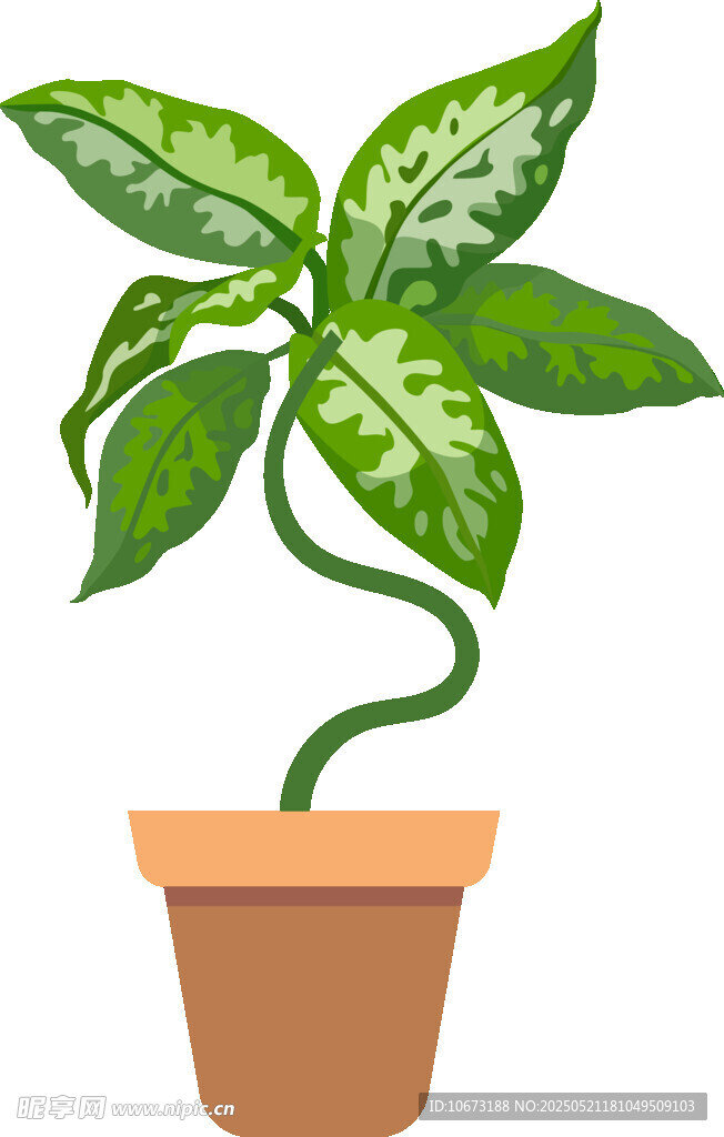 盆栽绿植 清新室内小植物