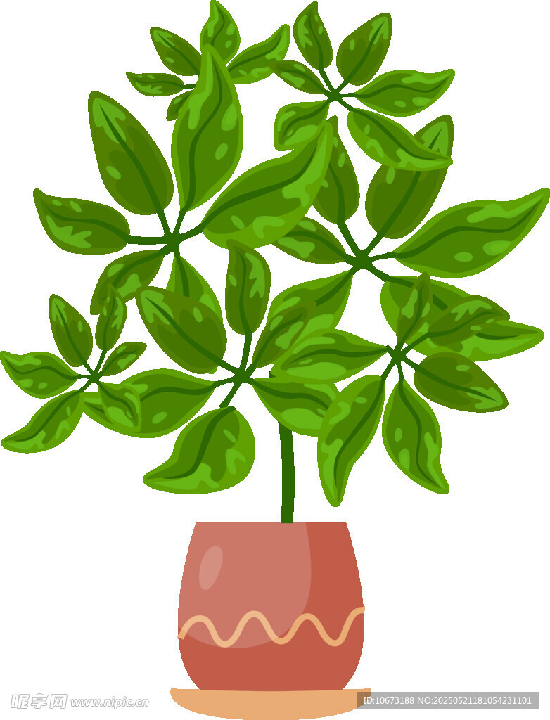 盆栽绿植 清新室内小植物