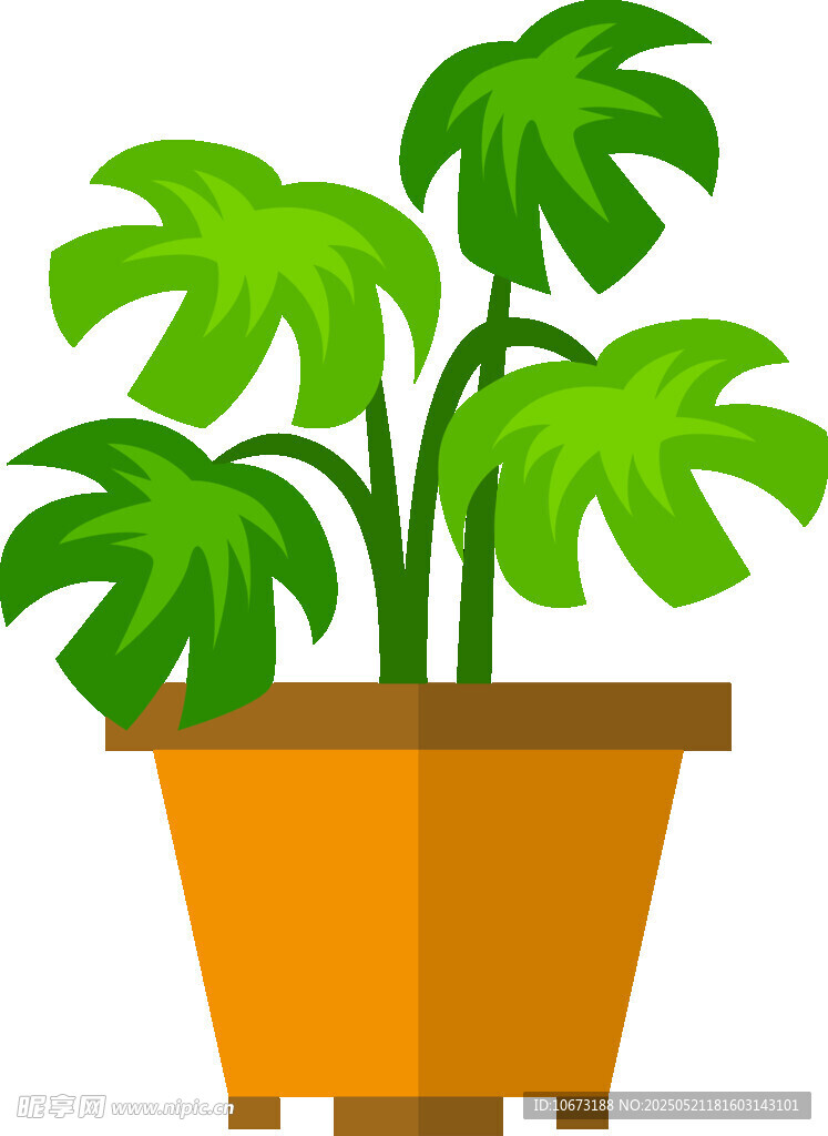 盆栽龟背竹植物插画