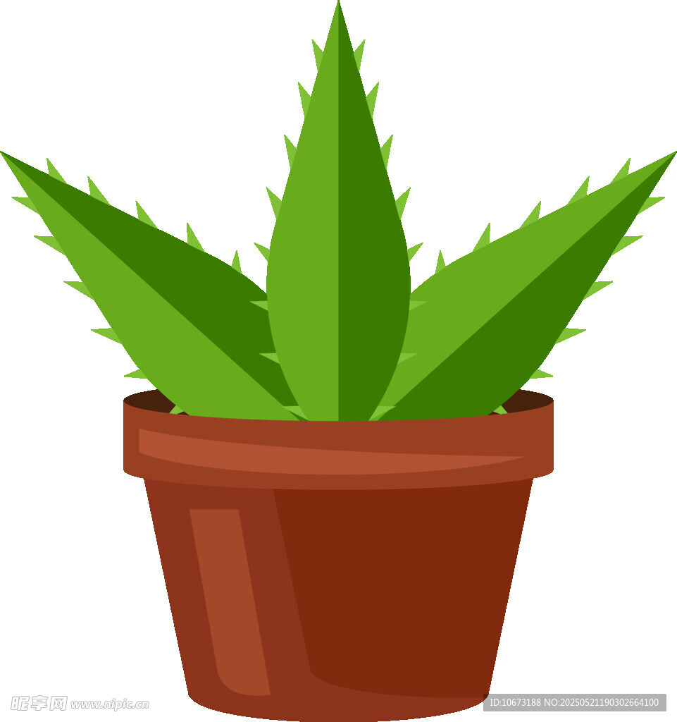 盆栽芦荟