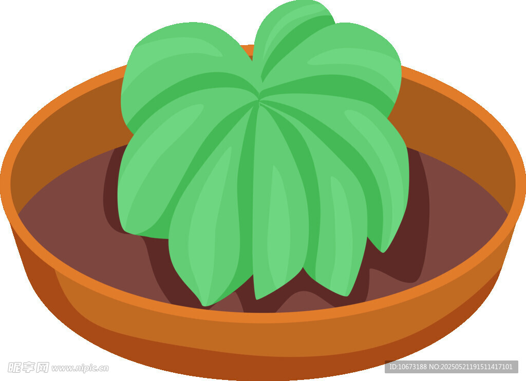 盆栽绿植 清新小植物
