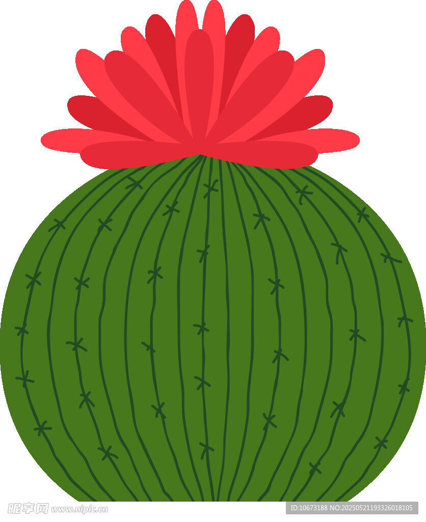 可爱圆形仙人掌插画