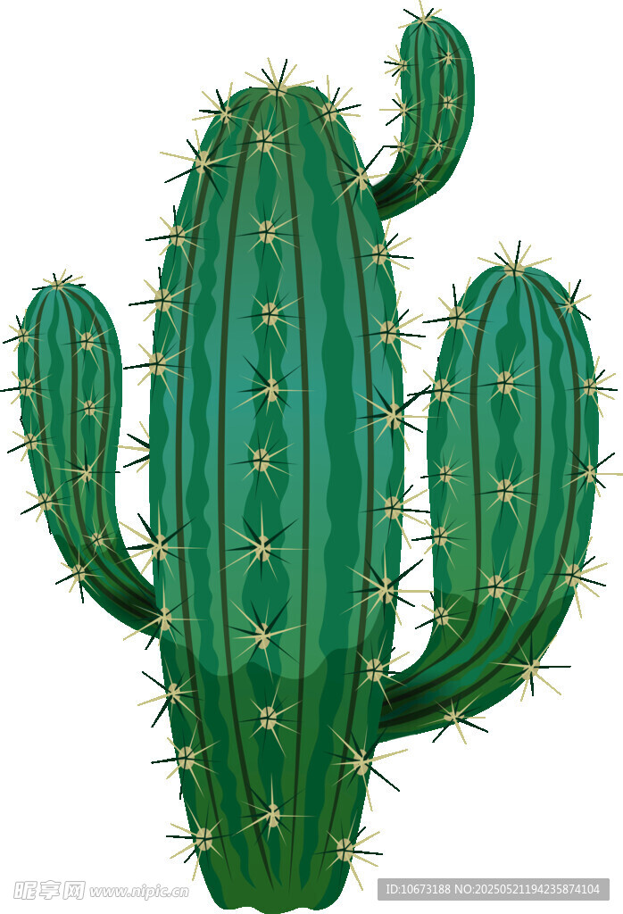 绿色仙人掌植物插画