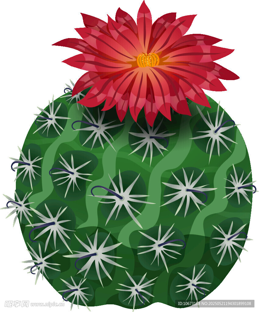 带红花的绿色仙人掌插画