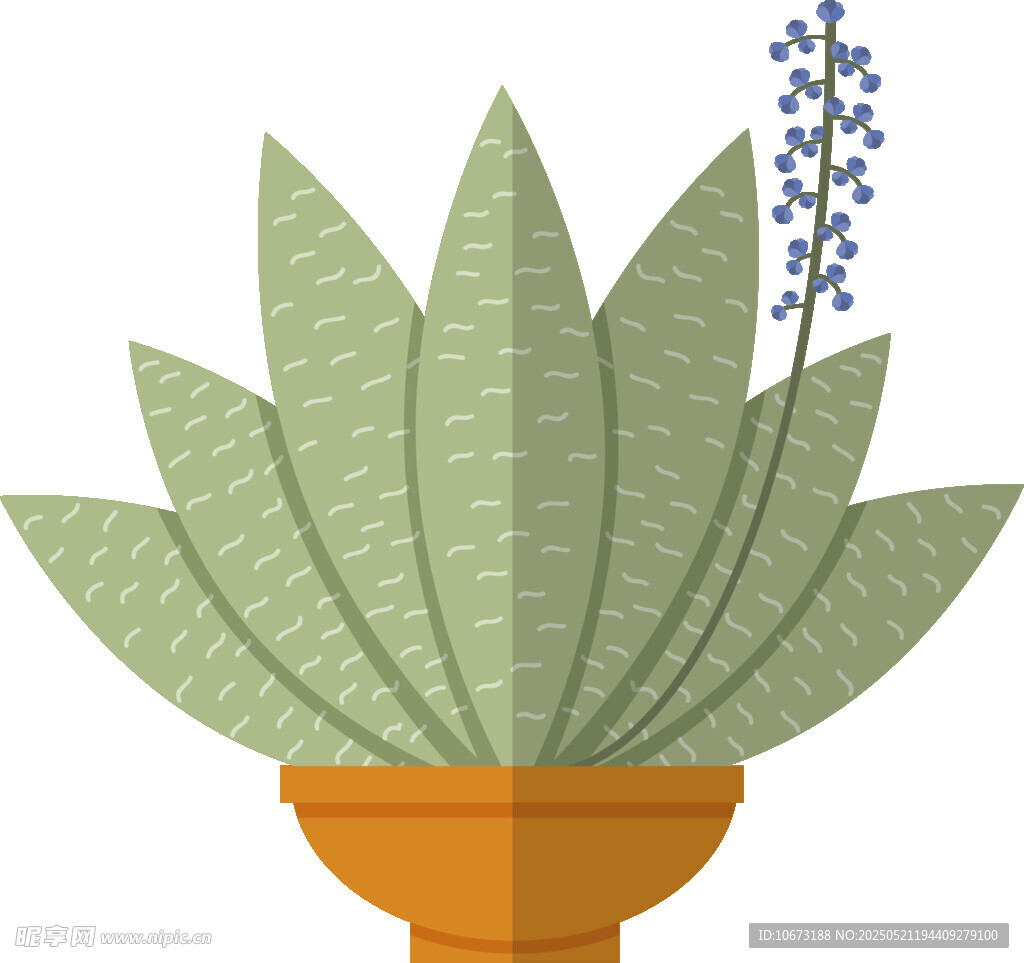 盆栽芦荟插画