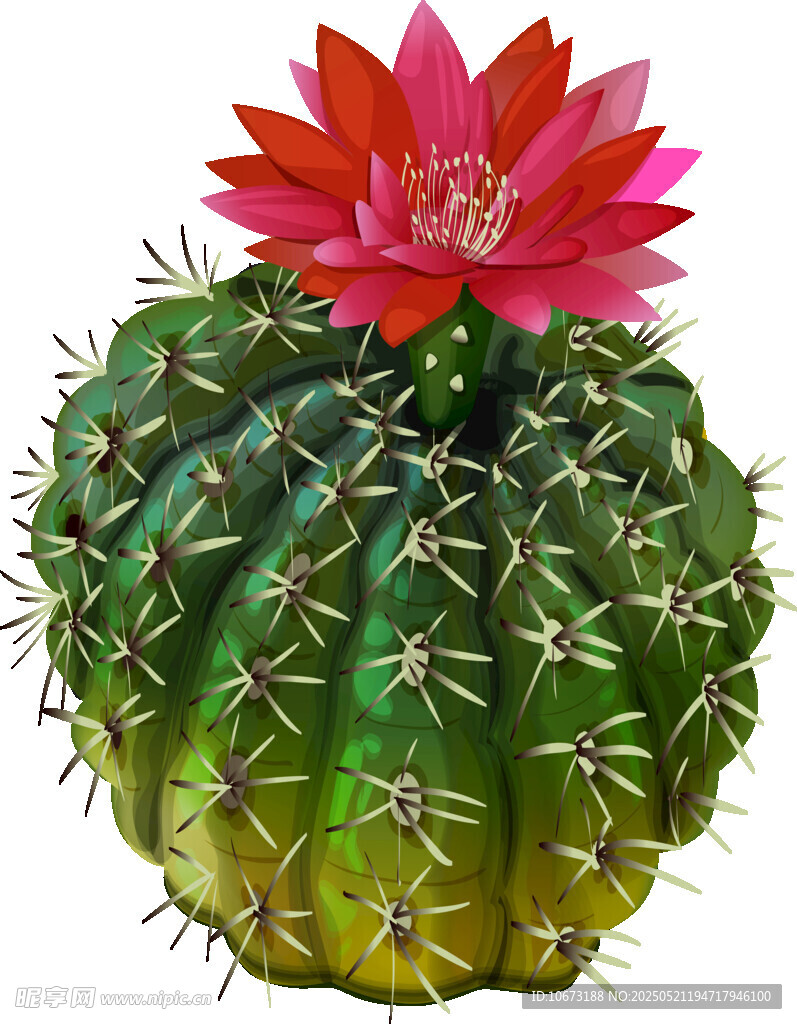 带红花的球形仙人掌