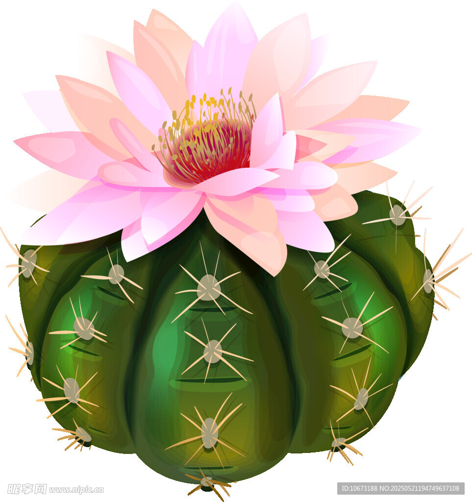 粉色花朵绽放的仙人球