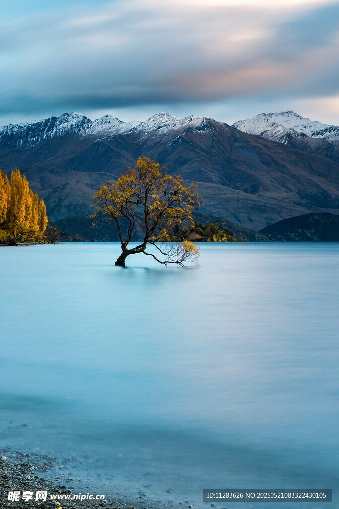 湖畔孤树映雪山美景