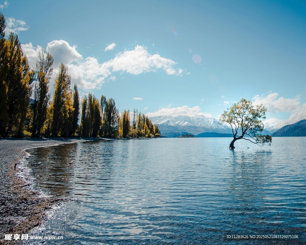 湖畔孤树美景