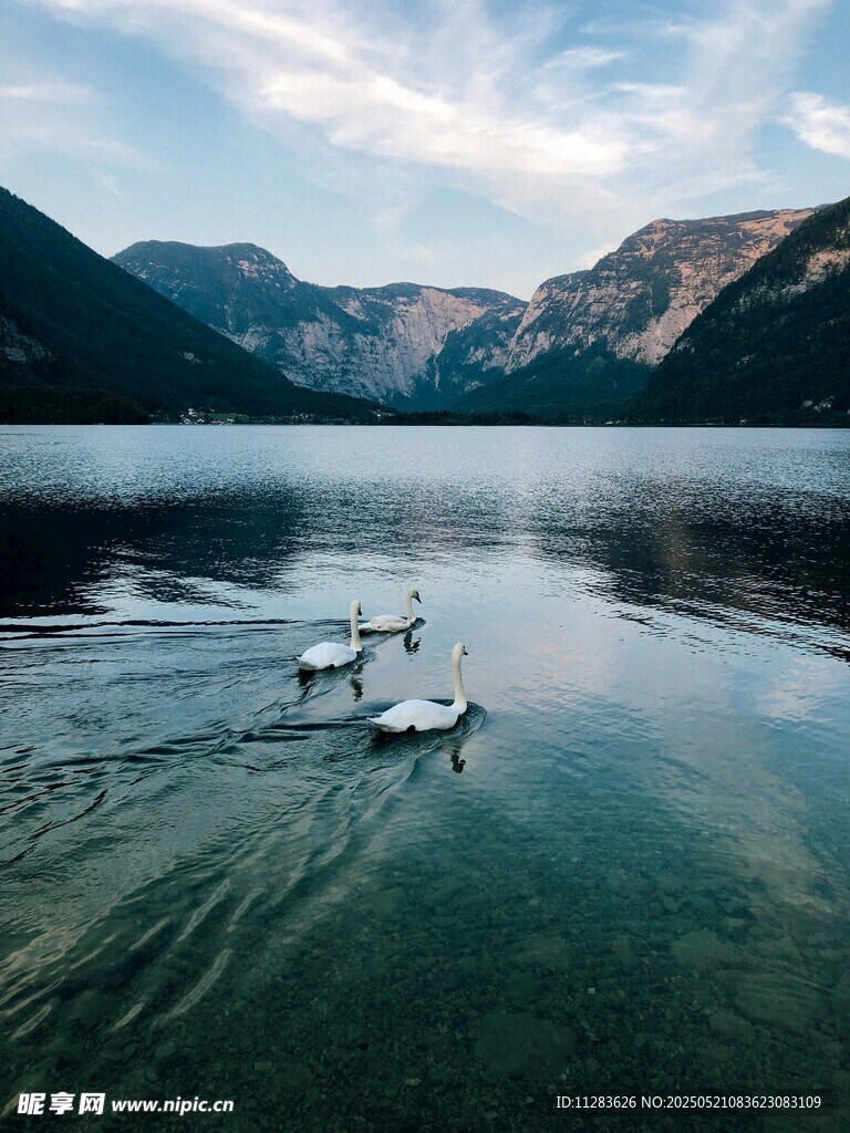 湖光山色中天鹅悠然游弋