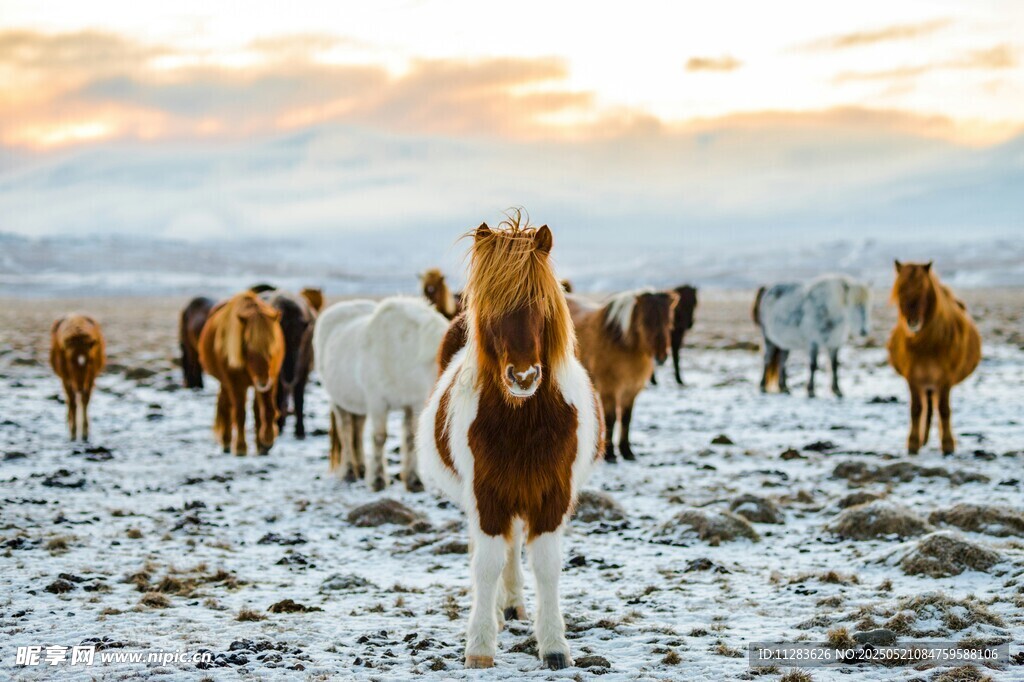 雪地中的马群