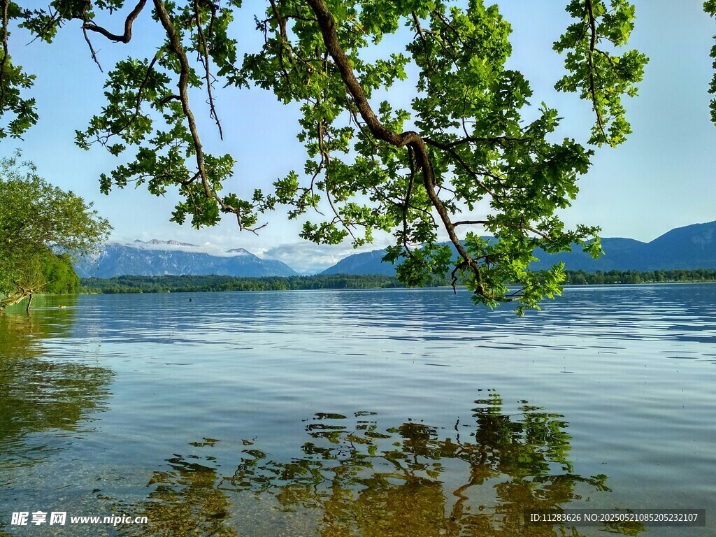 湖畔绿树映碧水美景