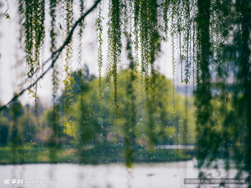 湖畔垂柳绿意盎然景色美