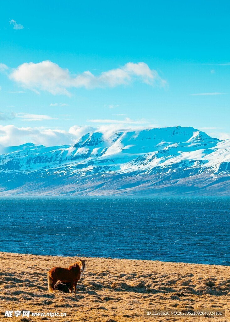 湖畔孤牛与雪山美景