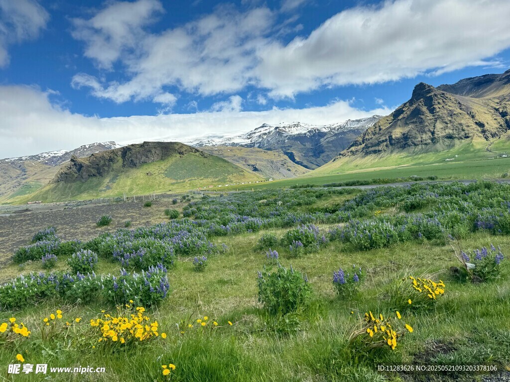 山间草地黄花蓝天白云景
