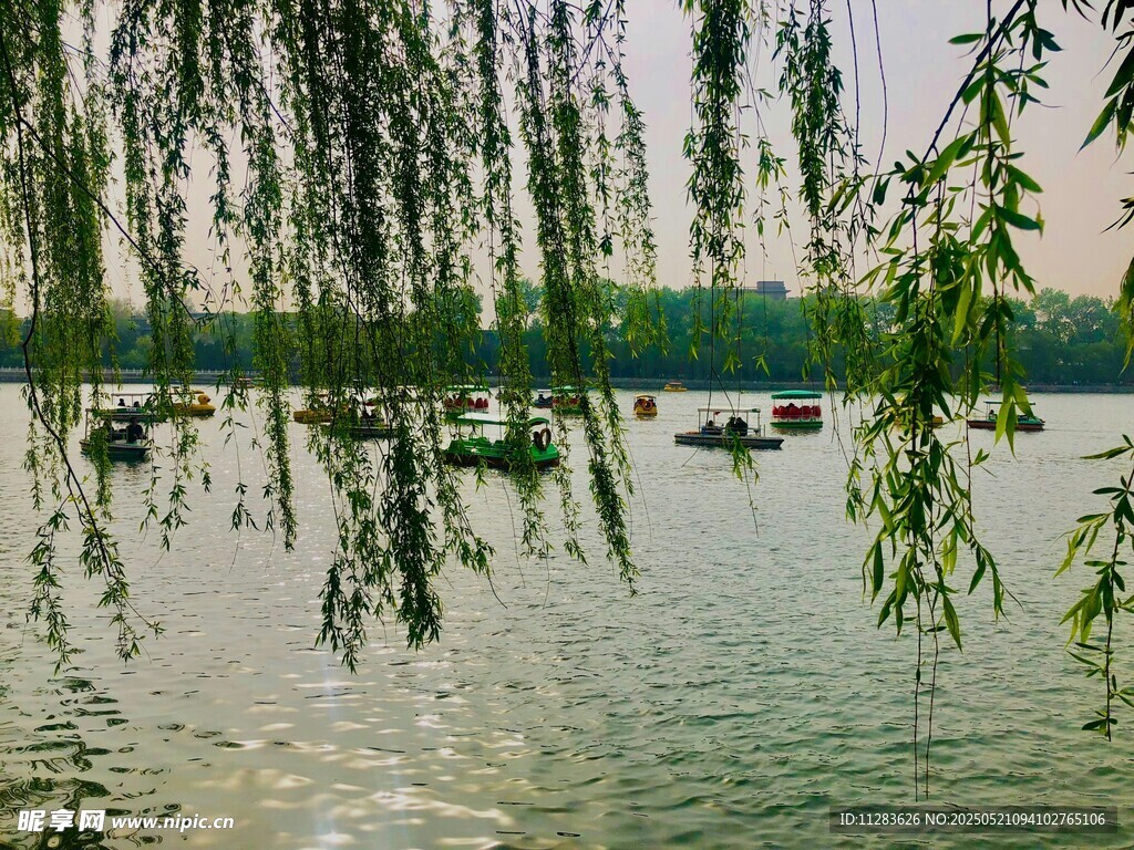湖畔垂柳下的悠然泛舟景