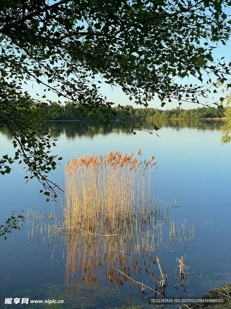 湖畔芦苇映蓝天