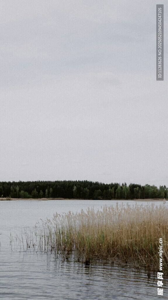 湖畔芦苇荡 宁静自然景