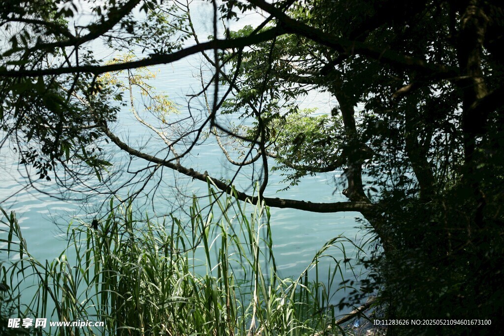 湖畔林间景致