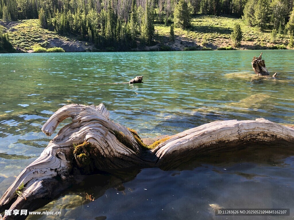 湖畔枯木与清澈湖水美景