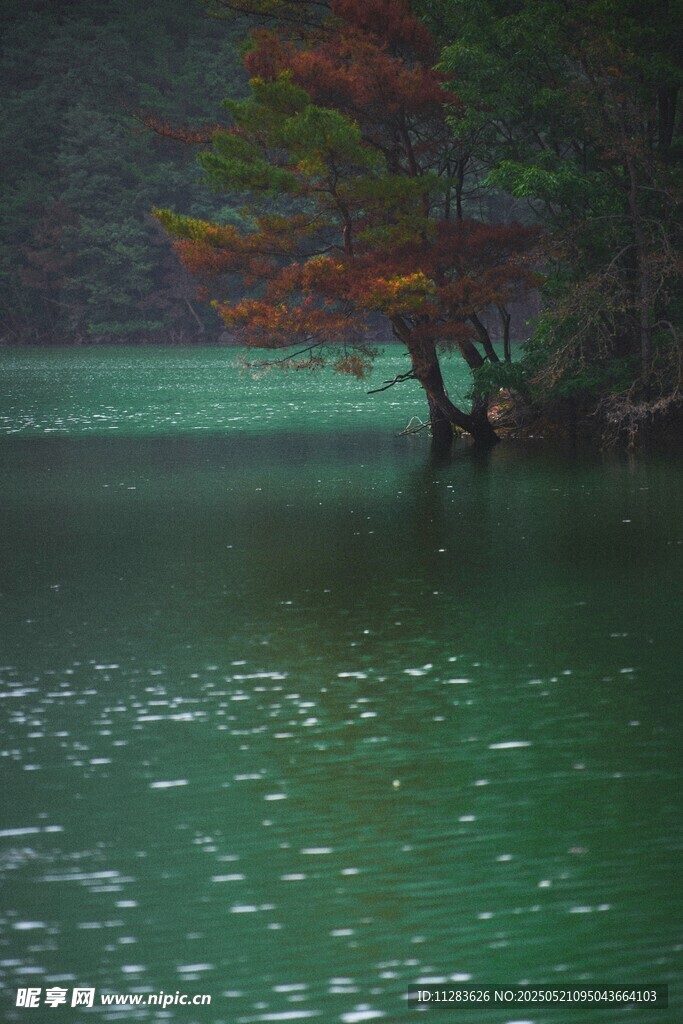 湖畔秋色 绿水孤树