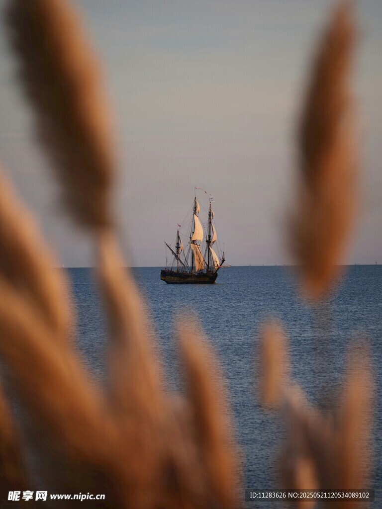 海上帆船与前景芦苇景观