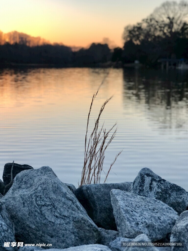 湖畔黄昏景 石苇映波光