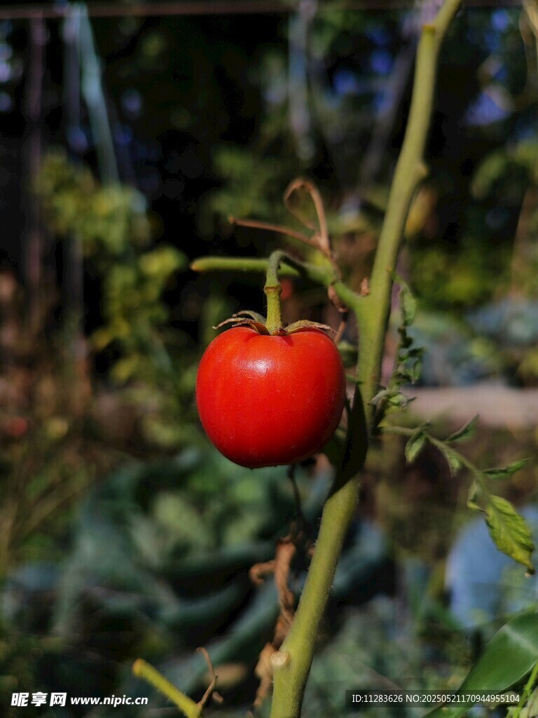 枝上鲜红小番茄