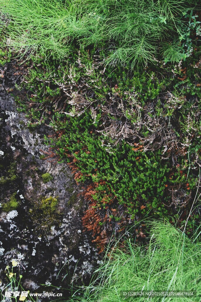 草地中的湿润泥土区域