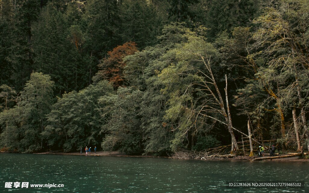 湖畔葱郁树林美景