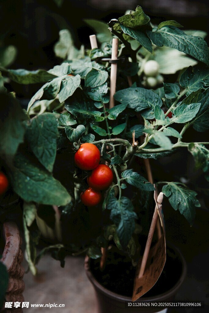 盆栽小番茄 果实饱满诱人