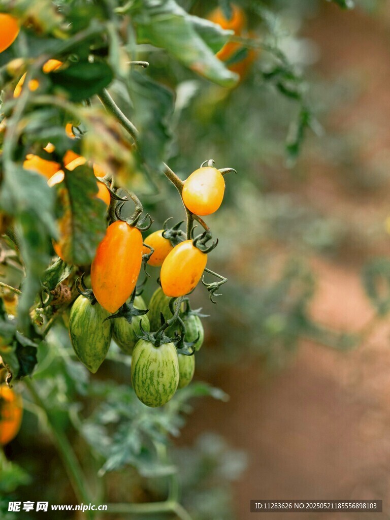 黄番茄挂枝
