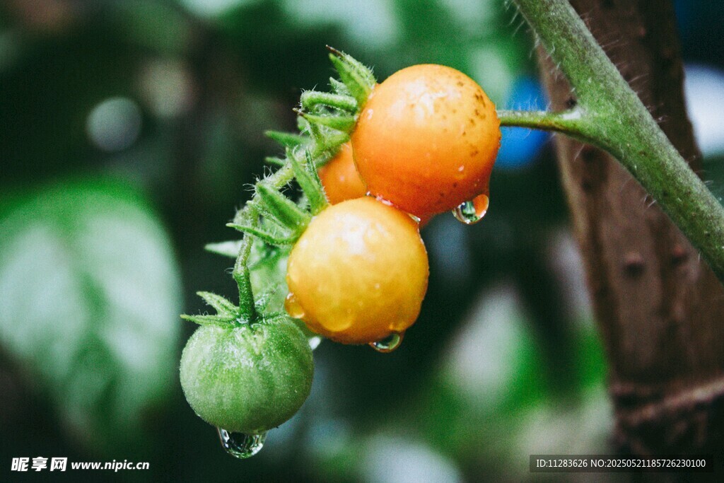 挂着水珠的多彩小番茄