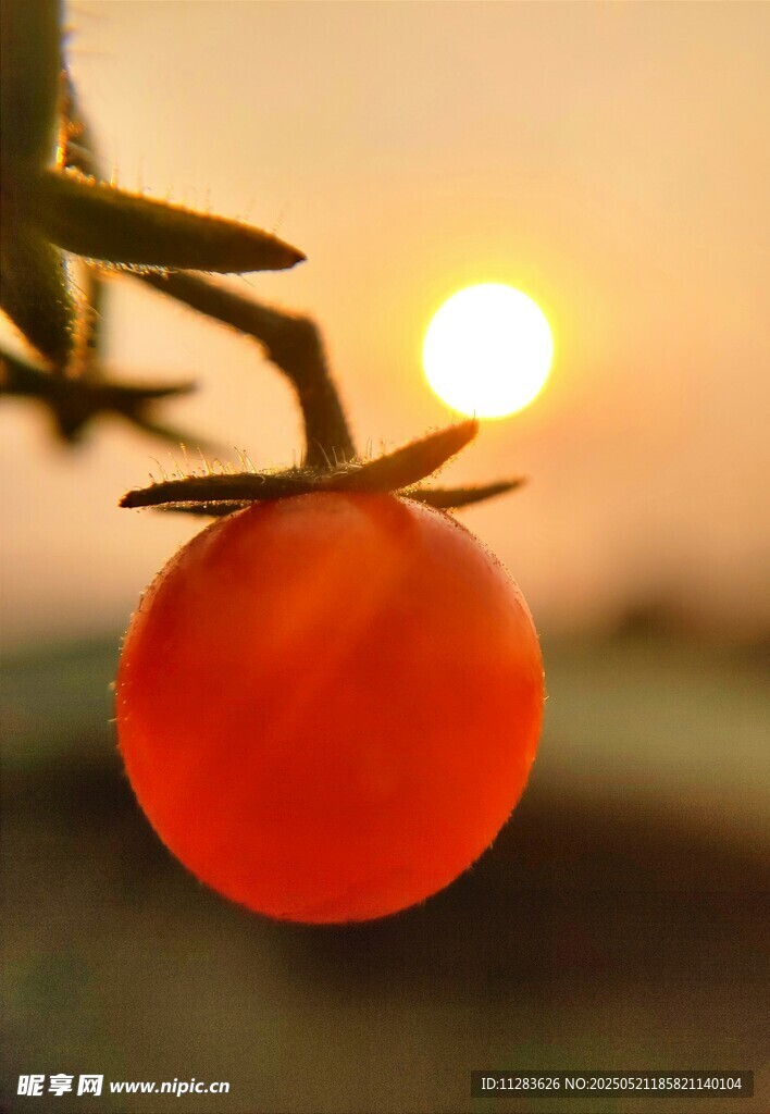夕阳下的红番茄