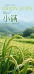 小满