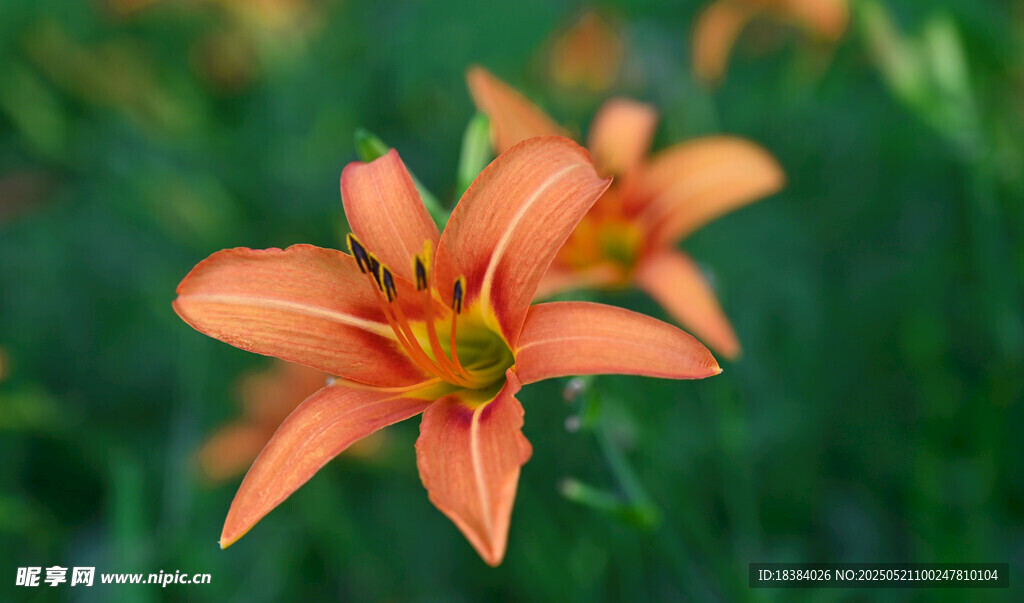 橙色百合花绽放