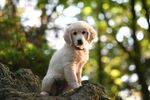 可爱金毛犬
