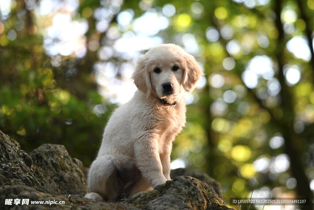 可爱金毛犬