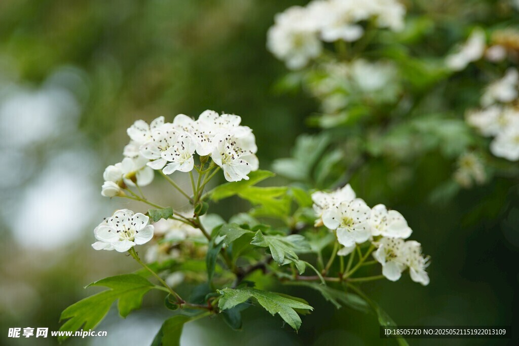 山楂花
