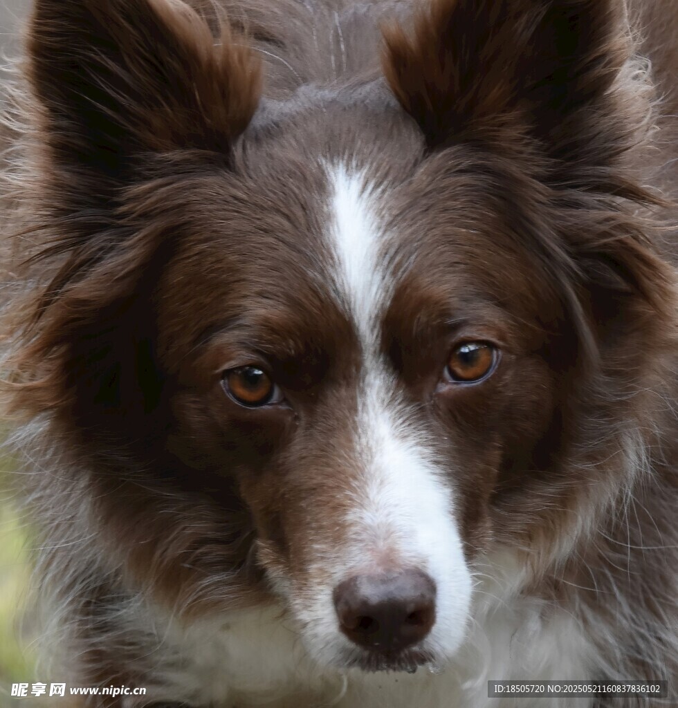 棕色边牧犬