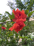 石榴花绽放枝头