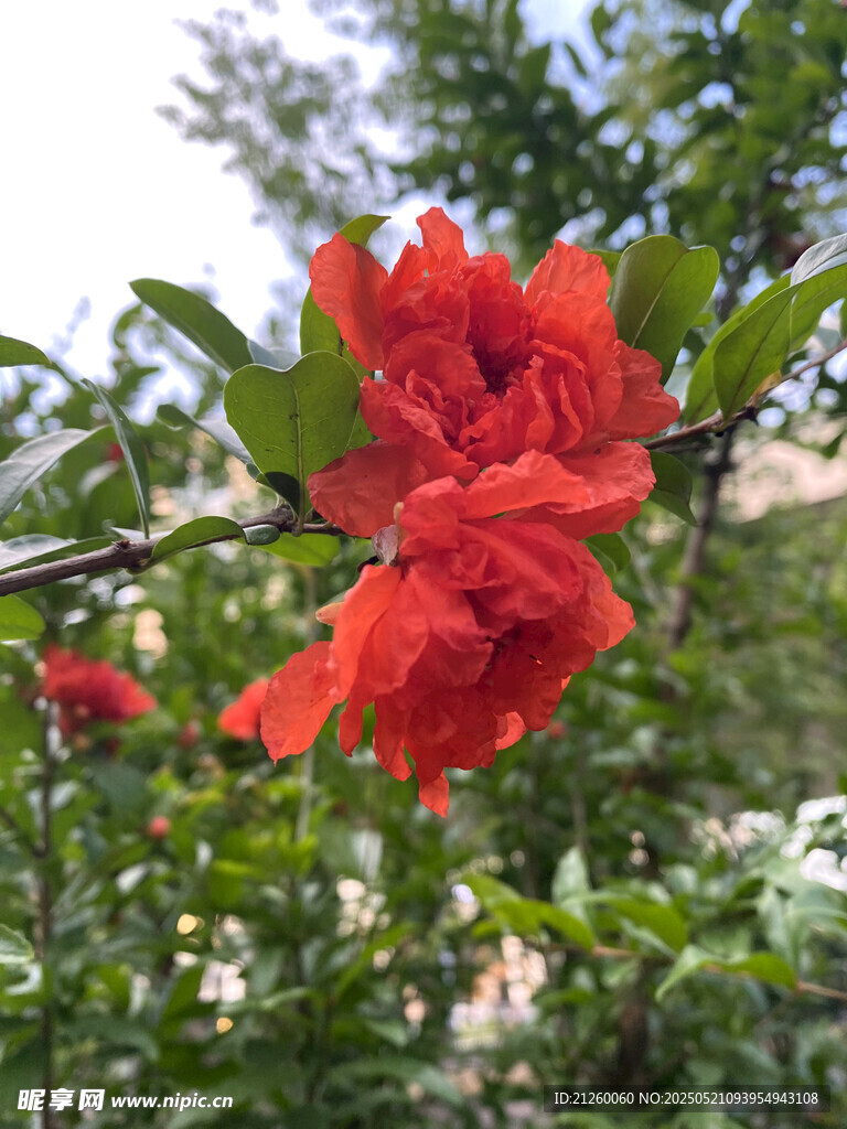 石榴花绽放枝头