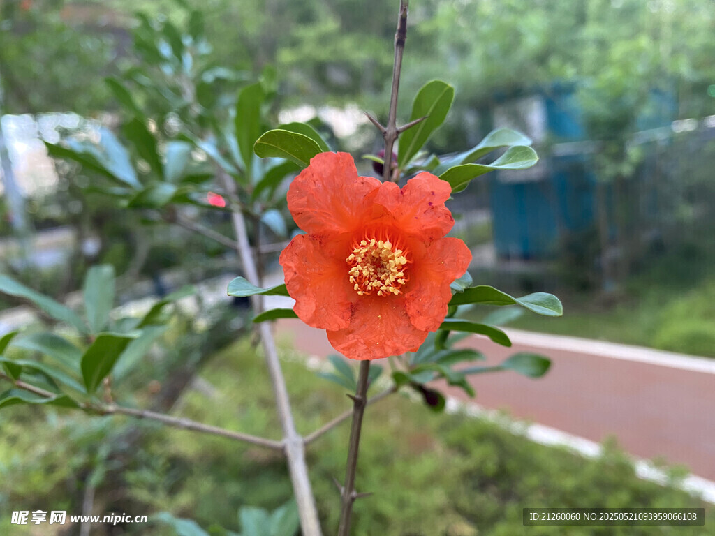 石榴花枝头绽放