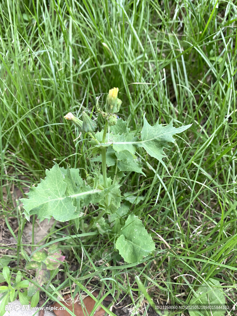 刺儿菜
